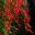 Russelia equisetiformis - the Coral Plant in full bloom